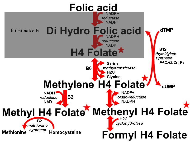 Folic acid Methylene H4 Folate Methenyl H4 Folate Di Hydro Folic acid H4 Folate